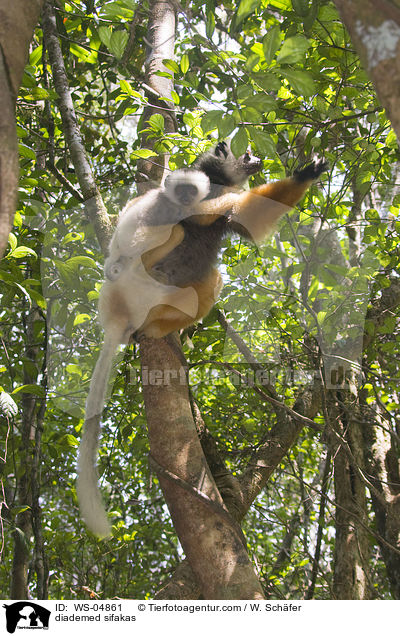 Diademsifakas / diademed sifakas / WS-04861