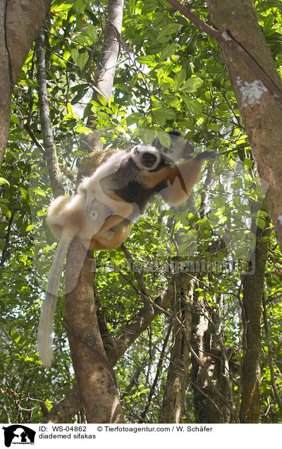 diademed sifakas / WS-04862