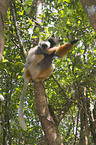 diademed sifakas