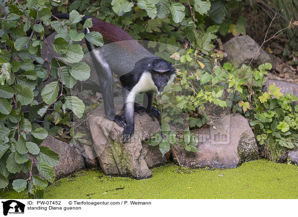 stehender Dianameerkatze / standing Diana guenon / PW-07452