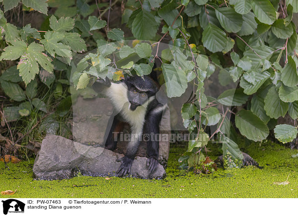 stehender Dianameerkatze / standing Diana guenon / PW-07463