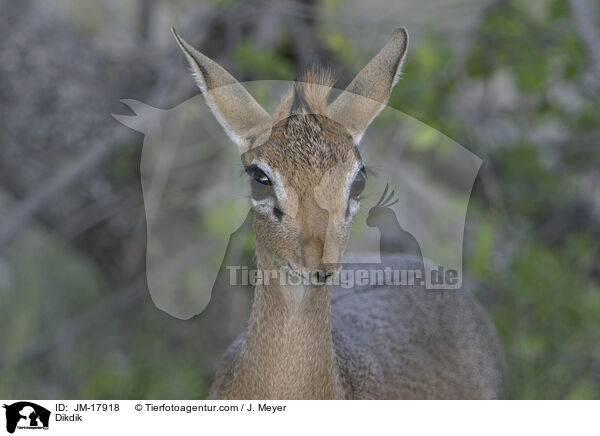 Dikdik / Dikdik / JM-17918