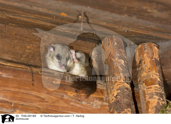 dormouse / THA-06186