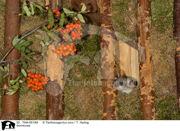 Siebenschlfer / dormouse / THA-06188