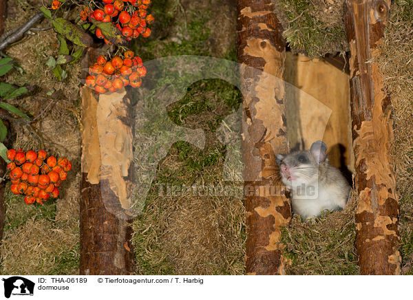 dormouse / THA-06189