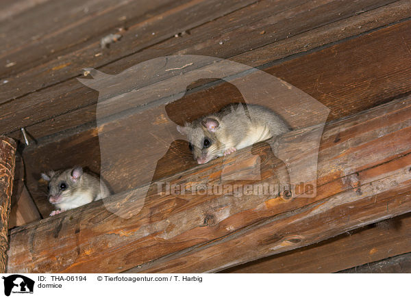 Siebenschlfer / dormice / THA-06194