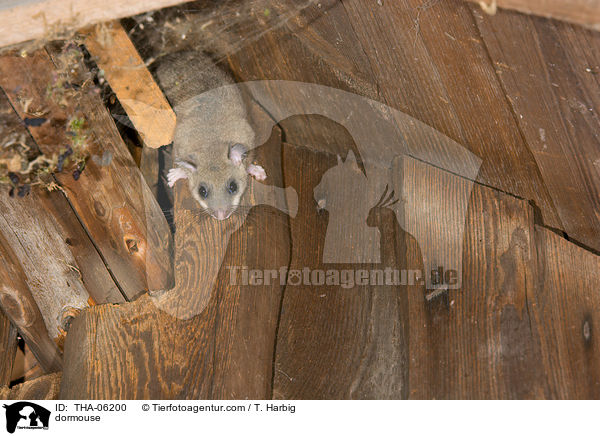 Siebenschlfer / dormouse / THA-06200