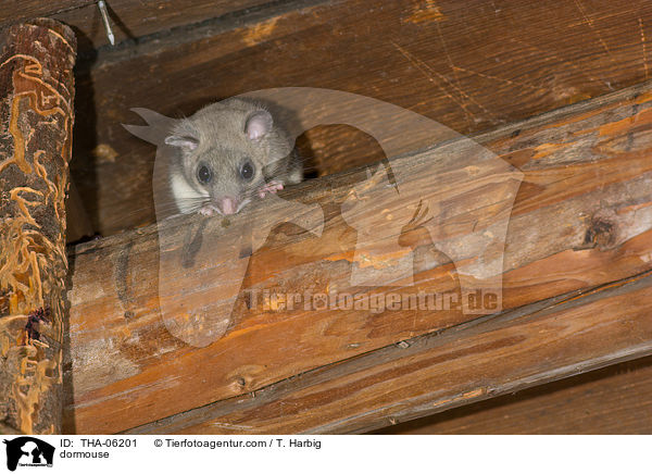 Siebenschlfer / dormouse / THA-06201