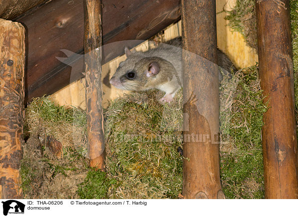 Siebenschlfer / dormouse / THA-06206