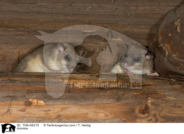 Siebenschlfer / dormice / THA-06210