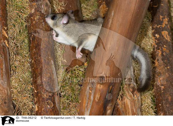 dormouse / THA-06212