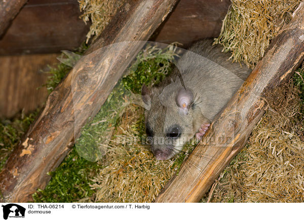 Siebenschlfer / dormouse / THA-06214