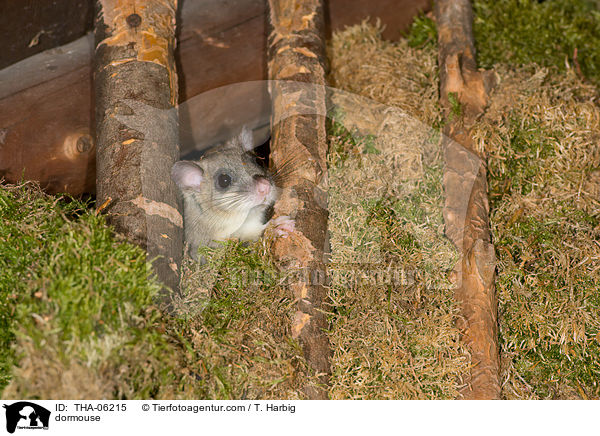 Siebenschlfer / dormouse / THA-06215