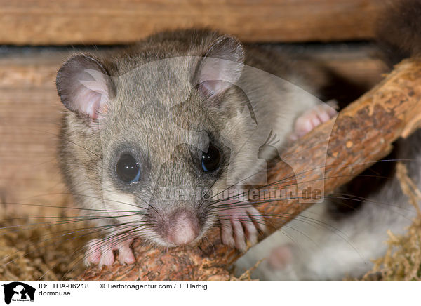 dormouse / THA-06218
