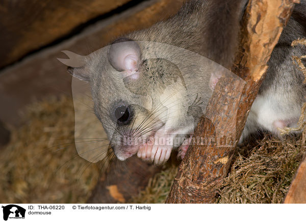 Siebenschlfer / dormouse / THA-06220