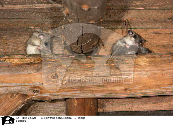 Siebenschlfer / dormice / THA-06226