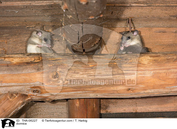 Siebenschlfer / dormice / THA-06227