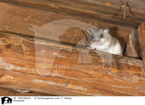Siebenschlfer / dormouse / THA-06234
