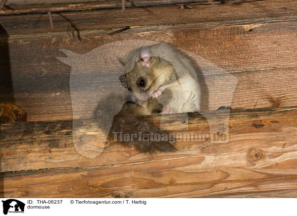 Siebenschlfer / dormouse / THA-06237