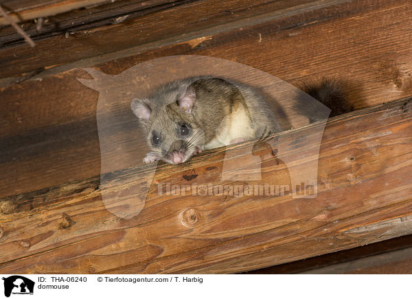 dormouse / THA-06240