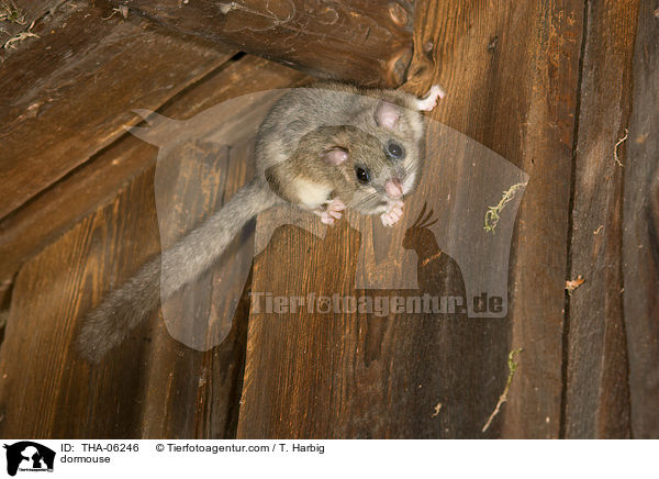 Siebenschlfer / dormouse / THA-06246