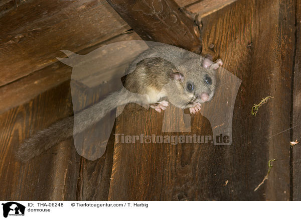 Siebenschlfer / dormouse / THA-06248