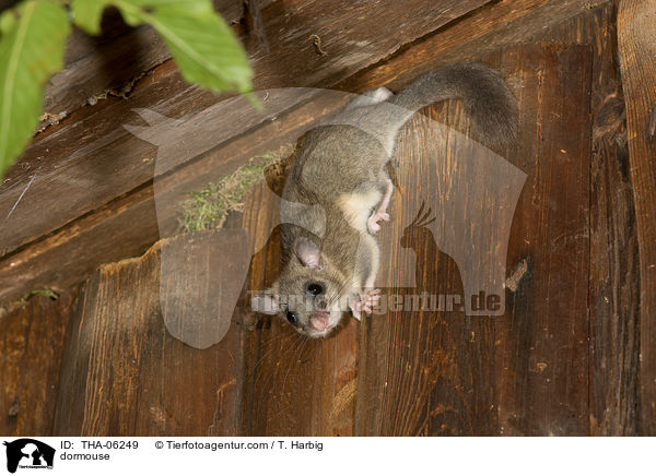 Siebenschlfer / dormouse / THA-06249