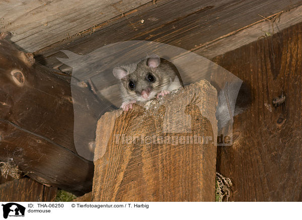 Siebenschlfer / dormouse / THA-06250