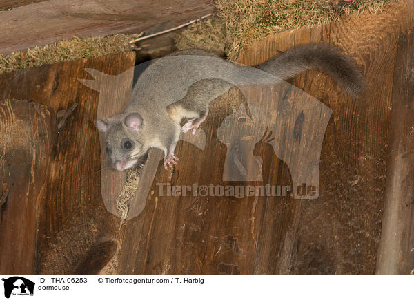 dormouse / THA-06253