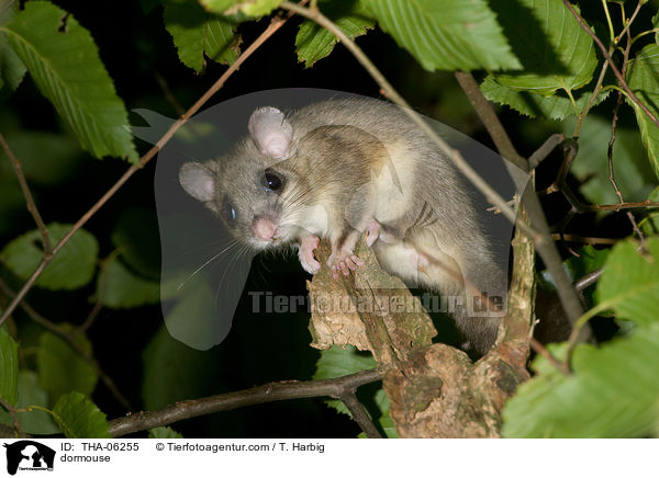 Siebenschlfer / dormouse / THA-06255
