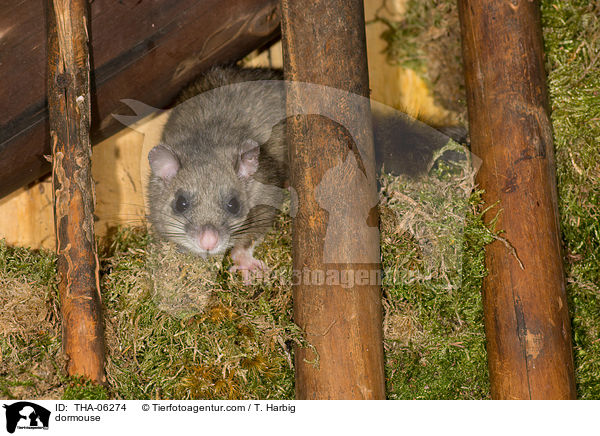 Siebenschlfer / dormouse / THA-06274