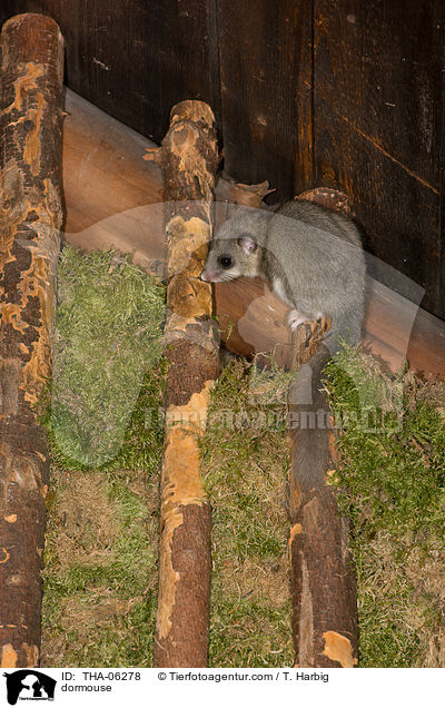 Siebenschlfer / dormouse / THA-06278