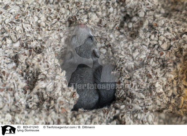 liegender Siebenschlfer / lying Dormouse / BDI-01240
