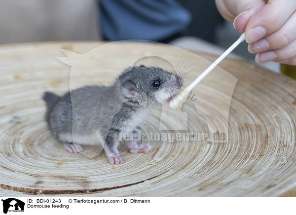 Siebenschlfer bei der Ftterung / Dormouse feeding / BDI-01243