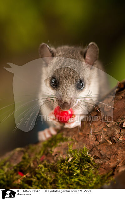 dormouse / MAZ-06047