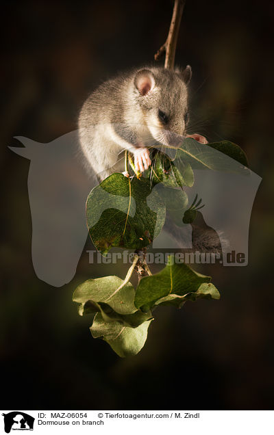 Dormouse on branch / MAZ-06054