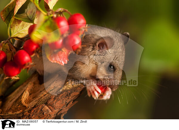 dormouse / MAZ-06057