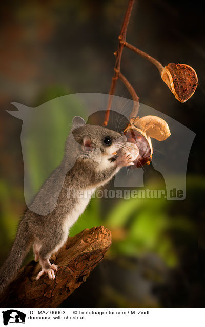 dormouse with chestnut / MAZ-06063