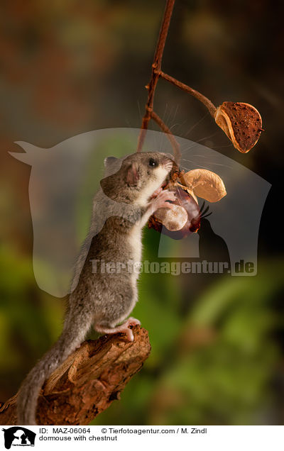 dormouse with chestnut / MAZ-06064