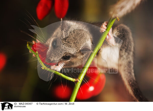 dormouse / MAZ-06067