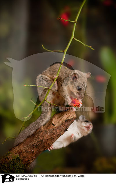 Siebenschlfer / dormouse / MAZ-06068