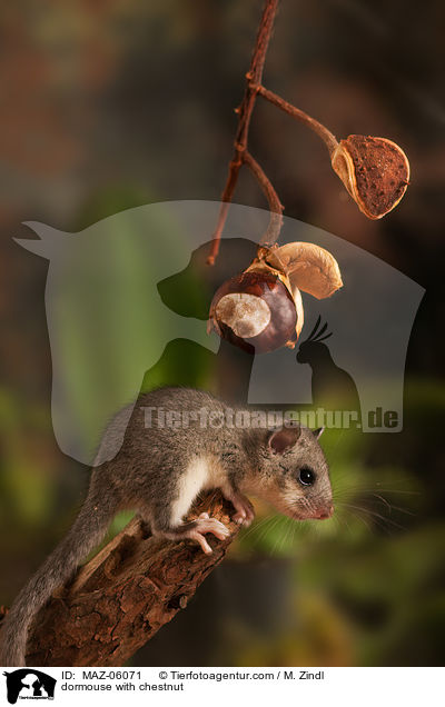 dormouse with chestnut / MAZ-06071