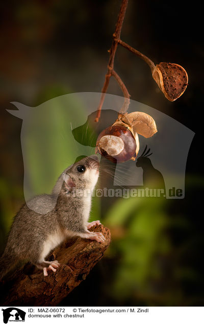 dormouse with chestnut / MAZ-06072