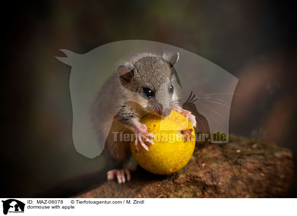 Siebenschlfer mit Apfel / dormouse with apple / MAZ-06078