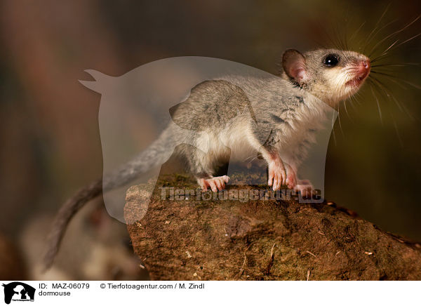 dormouse / MAZ-06079