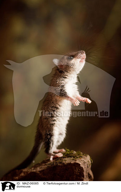 dormouse / MAZ-06085