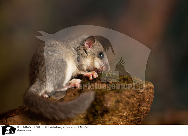 dormouse / MAZ-06090