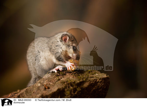 dormouse / MAZ-06093
