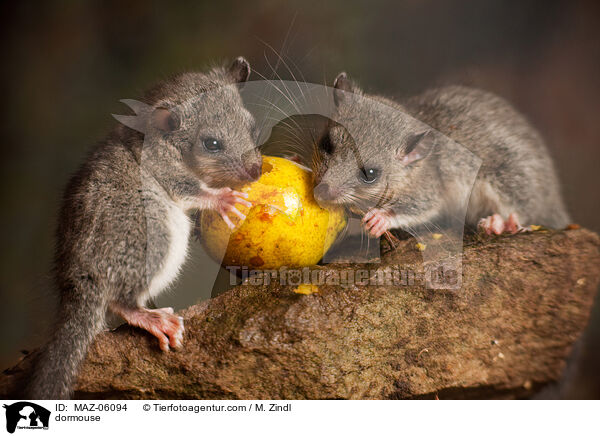dormouse / MAZ-06094