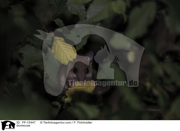 Siebenschlfer / dormouse / FF-15447